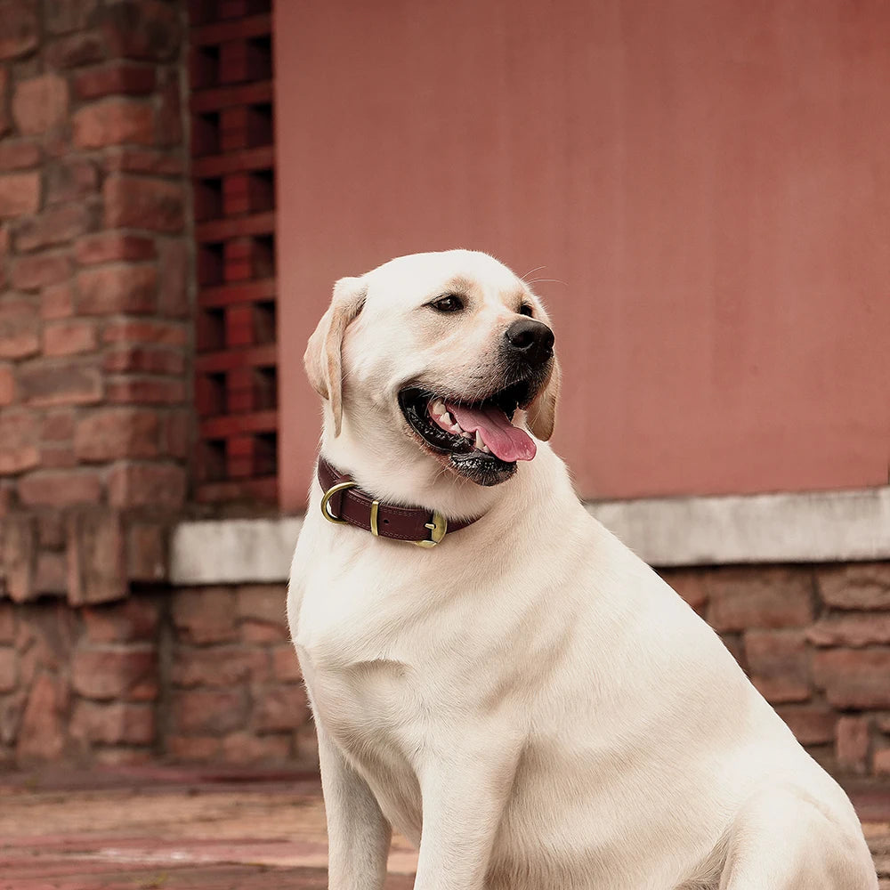 The Classic Furrkin Leather Collar