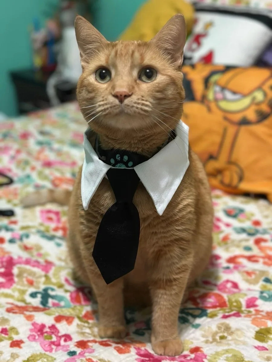 The Dapper Furrkin Necktie