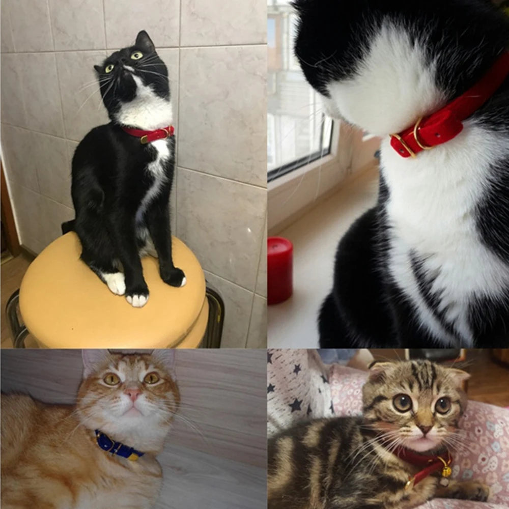 The Everyday Little Furrkin Cat Collar