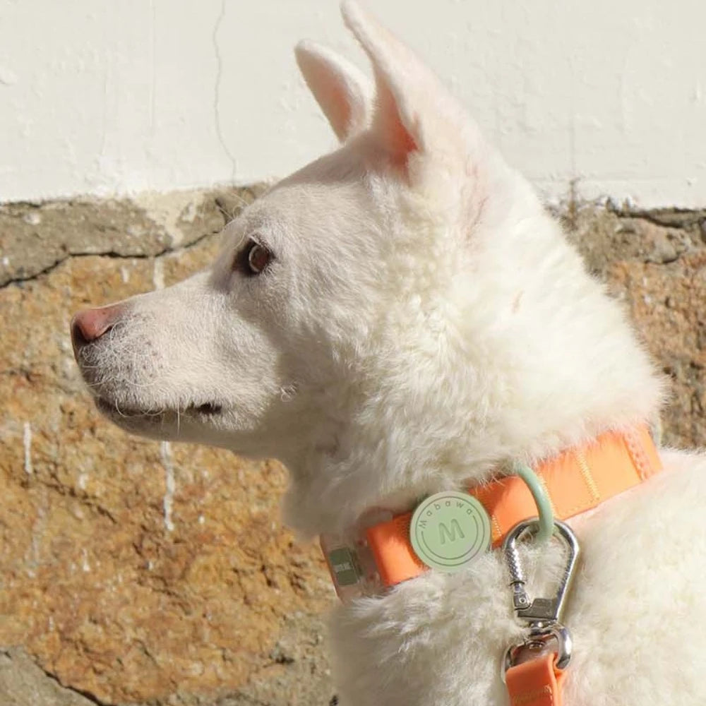 The Color Pop Furrkin Collar