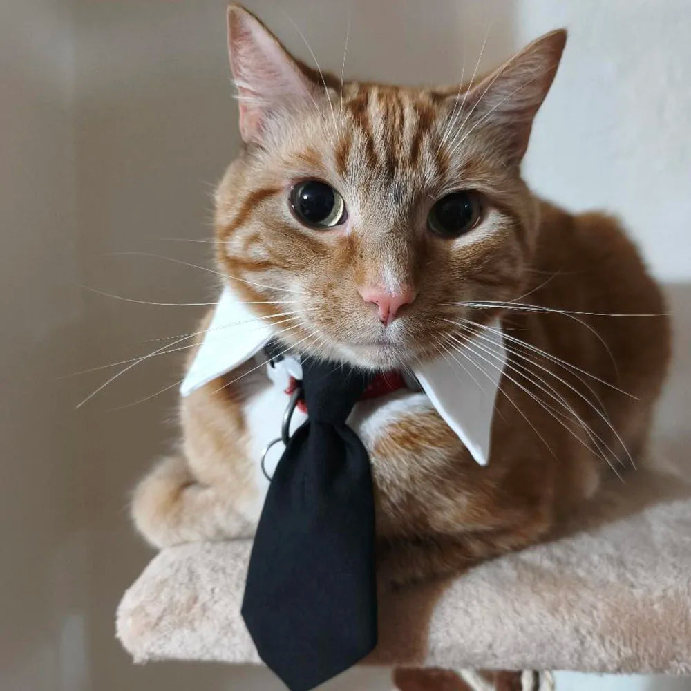 The Dapper Furrkin Necktie