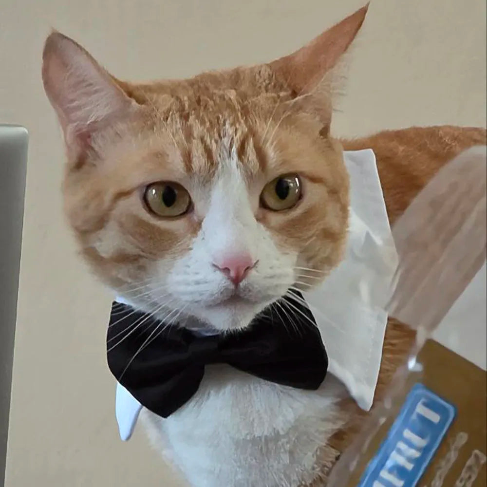 The Dapper Furrkin Necktie